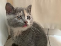 1 Aylık British Shorthair Yavrular