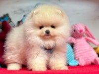 Sevimli Pomeranian Boo Yavrularımız