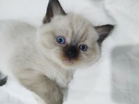 4 british shorthair yavrumuz