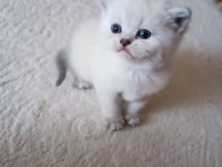 Minik british shorthair yavrum