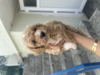 A kalite Maltipoo