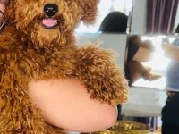 TOY POODLE 6 AYLIK ERKEK