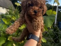 Poodle yavrular