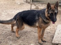 Safkan Düşük Bel Alman Çoban Köpeği