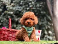 Show Kalite Toy Poodle Yavrular