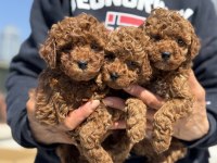 Ankarada ziyarete açık kore toy poodle yavrular