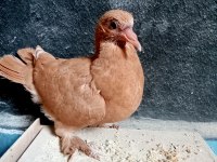 Atım kuşu sahiplendirilecek