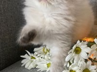 Efsane güzellik british longhair