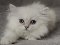 British Longhair Yavrumuz