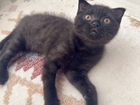 GRİ SAFKAN YAVRU KEDİMİZ