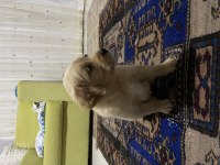 Bebek yüz golden retriever dişi