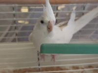 Beyaz albino sultan papağanı