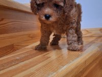Toy Poodle Kızlar