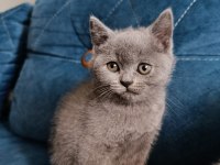 2 aylık dişi safkan british shorthair cana çok yakın