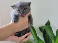 Yavru british shorthair