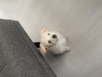 terrier yavrularıma iyi bakacak birilerini arıyorum