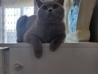 Aslan Parçası British Shorthair