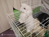 İki Eğitimli Tavşan Teddy Lop ve Lionshead