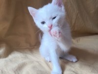 Beyaz british shorthair yavrular