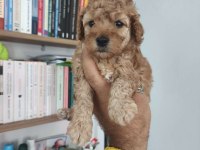 Maltipoo bebekler