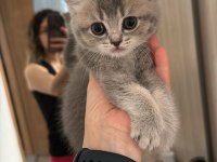 Mars british shorthair