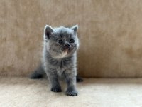 Eşsiz Güzellikte Blue British Shorthair