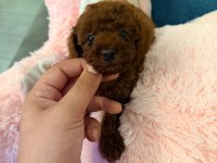 2 aylık Kore Toy Poodle