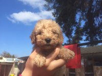 Toy poodle yavrular
