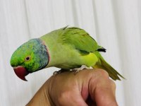 Evcil konuşan erkek portakal kafa pakistan papağanı