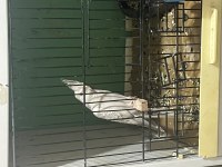 Erkek Yavru Sultan Papağanı