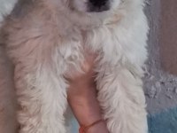 3 aylık terrier erkek sahibinden sahiplendiriyoruz
