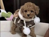 Toy Poodle Sağlıklı Köpeğimiz İçin Ulaşın