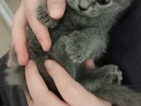Scottish fold yavru kedimiz