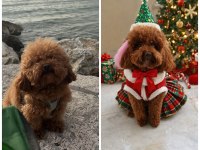 Evde Büyüyen Kore Teacup Poodle