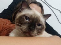 SİYAM ANNE KEDİMİZ VE 2 YAVRUSU SAHİPLENDİRİLECEK