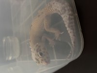 Leopar gecko