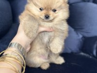 Pomeranian boo yavrular ırkına uygun