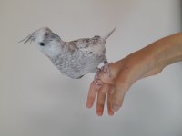 Evcil sultan papağanı 5 yaşında