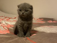 Son scottish fold bebek yeni yuvasını arıyor