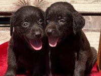 Labrador yavrularımız 