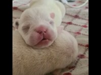 Maviş Gözlü French Bulldog Bebekler