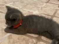70 günlük British yavru dişi kedi