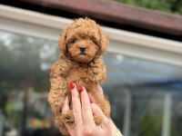 KORE RED TOY POODLE