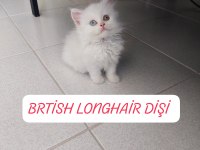 BRİTİSH LONGHAİR PRENSES HAZIR