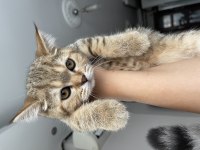 3 aylık british dişi kedi