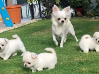 Sevimli Chihuahua Yavru