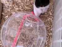Gonzales / Suriye Hamster