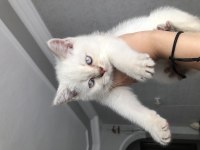Ayı surat kaliteli british shorthair bebekler