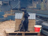 Evine bahçesine dost arayana özel yavru köpekler