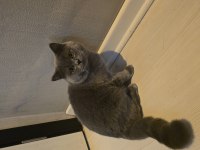 8 Aylık Erkek british shorthair